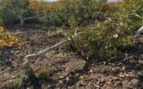 Bahçesindeki ağaçlar kesildi… Jandarmaya şikayetçi oldu! Bahçesindeki ağaçlar kesildi… Jandarmaya şikayetçi oldu!