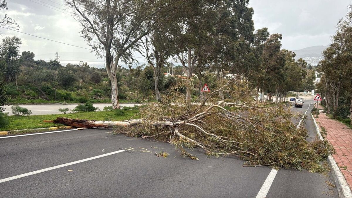 Bodrum’u fırtına vurdu: Ağaçlar devrildi, motoryat karaya oturdu