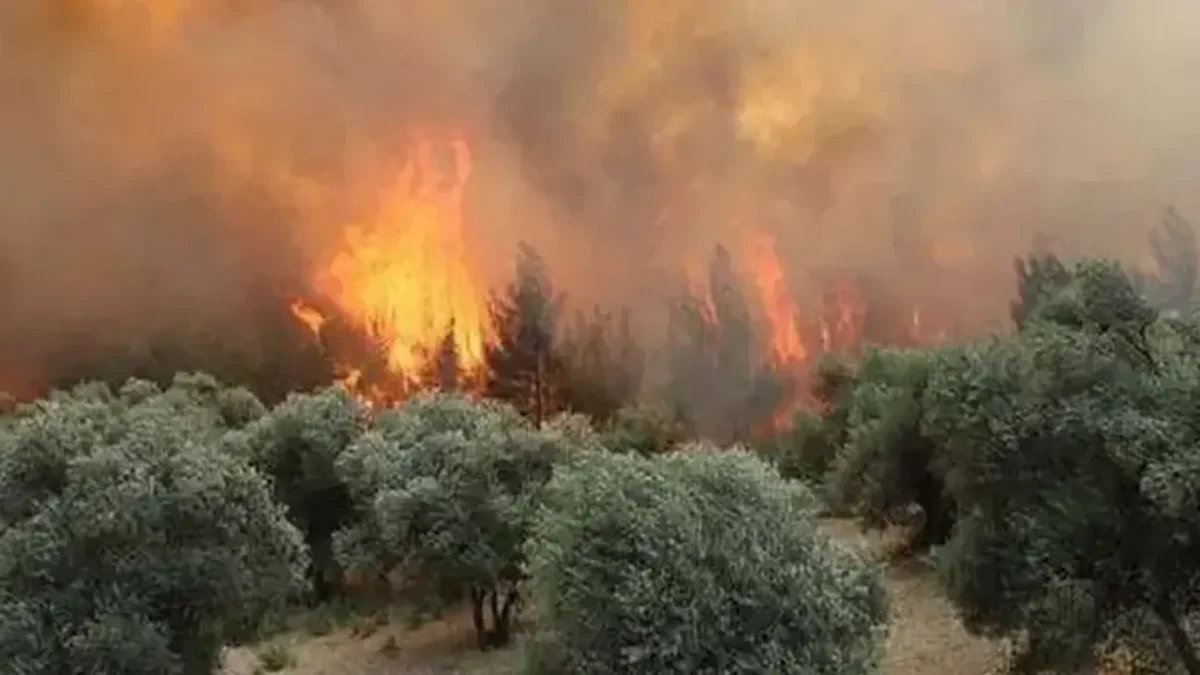 Orman yangınlarına ilişkin 6 kişi hakkında tutuklama kararı